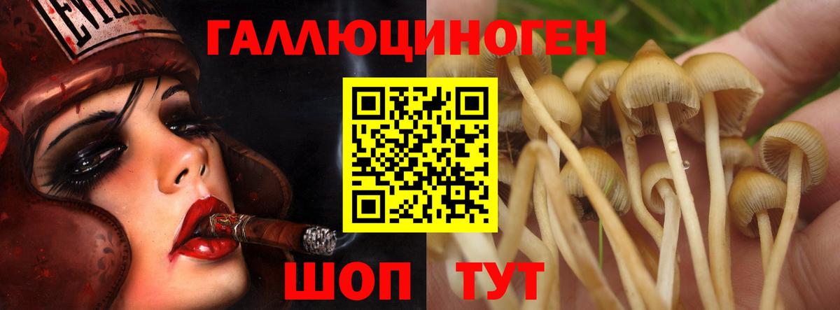 Галлюциногенные грибы Cubensis Пенза